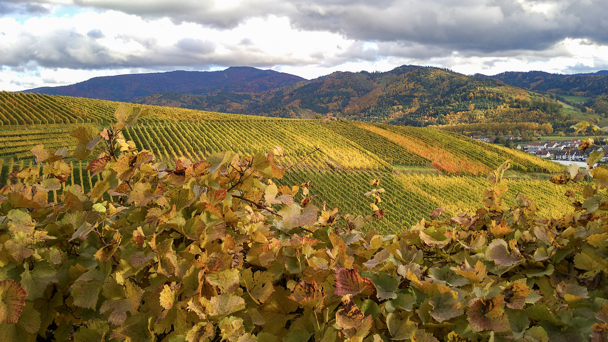Rebberge Buchholz im Herbst