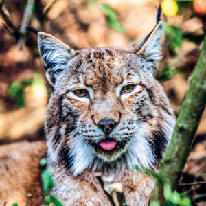 schwarzwaldzoo-waldkirch