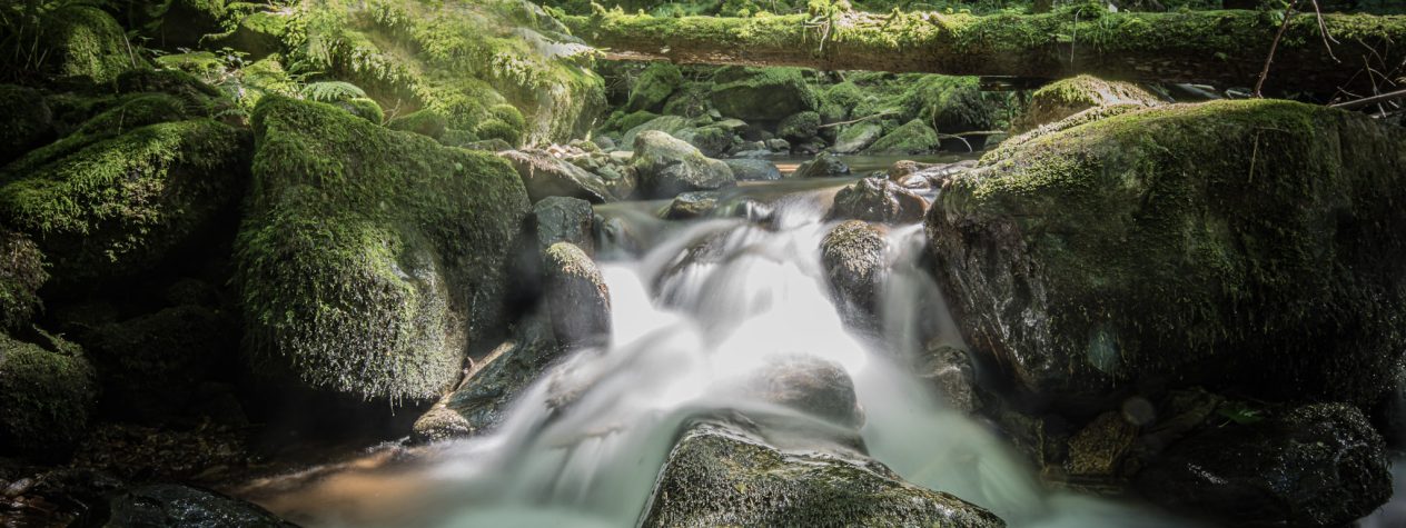 bannwald-wilde-gutach